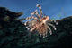 Lionfish Pterois Volitans Wall Decal