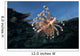 Lionfish Pterois Volitans Wall Decal