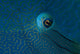 Eye Detail Napoleon Wrasse Wall Decal
