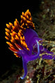 Spanish Shawl Flabellina Iodinea Wall Decal Design 1
