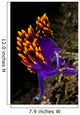 Spanish Shawl Flabellina Iodinea Wall Decal Design 1