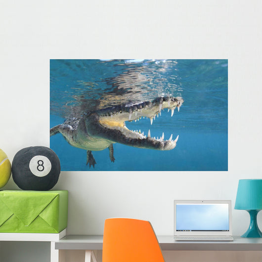 American Crocodile Crocodylus Acutus Wall Decal Design 5