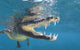 American Crocodile Crocodylus Acutus Wall Decal Design 5
