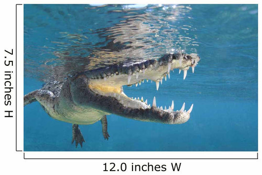 American Crocodile Crocodylus Acutus Wall Decal Design 5