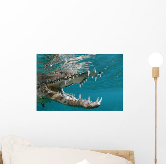 American Crocodile Crocodylus Acutus Wall Decal Design 4