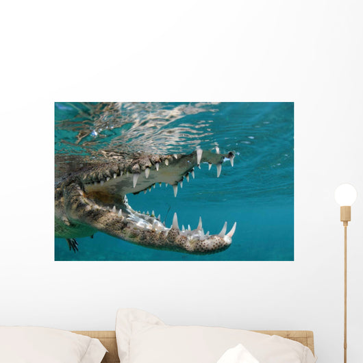 American Crocodile Crocodylus Acutus Wall Decal Design 4