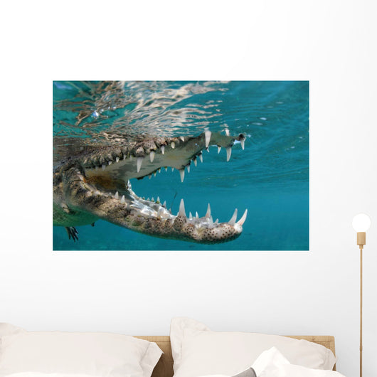 American Crocodile Crocodylus Acutus Wall Decal Design 4