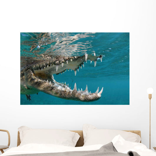 American Crocodile Crocodylus Acutus Wall Decal Design 4