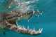 American Crocodile Crocodylus Acutus Wall Decal Design 4