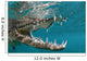American Crocodile Crocodylus Acutus Wall Decal Design 4