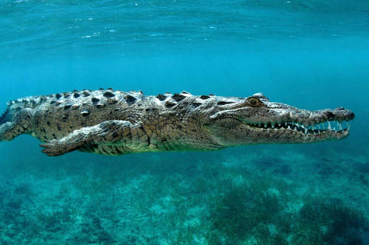 American Crocodile Crocodylus Acutus Wall Decal Design 3