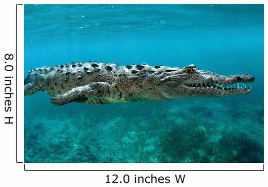 American Crocodile Crocodylus Acutus Wall Decal Design 3