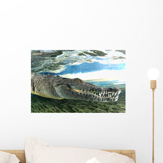 American Crocodile Crocodylus Acutus Wall Decal Design 2