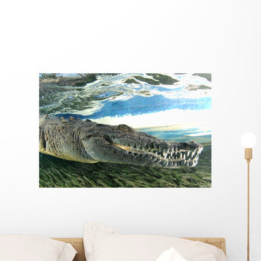 American Crocodile Crocodylus Acutus Wall Decal Design 2