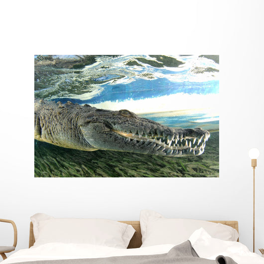 American Crocodile Crocodylus Acutus Wall Decal Design 2