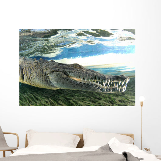 American Crocodile Crocodylus Acutus Wall Decal Design 2