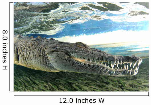 American Crocodile Crocodylus Acutus Wall Decal Design 2