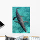 American Crocodile Crocodylus Acutus Wall Decal Design 1