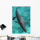 American Crocodile Crocodylus Acutus Wall Decal Design 1