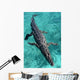 American Crocodile Crocodylus Acutus Wall Decal Design 1