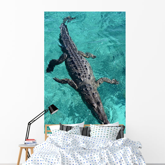 American Crocodile Crocodylus Acutus Wall Decal Design 1