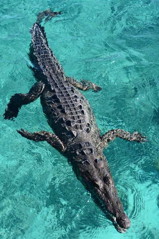 American Crocodile Crocodylus Acutus Wall Decal Design 1