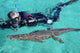 American Crocodile and Diver Wall Decal Design 2