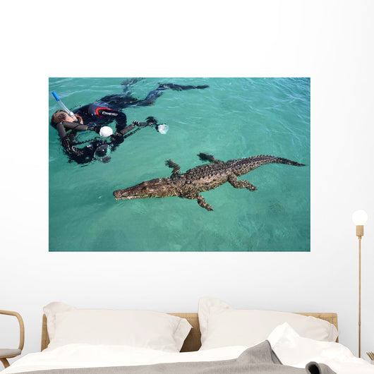American Crocodile and Diver Wall Decal Design 1