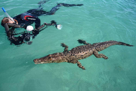 American Crocodile and Diver Wall Decal Design 1