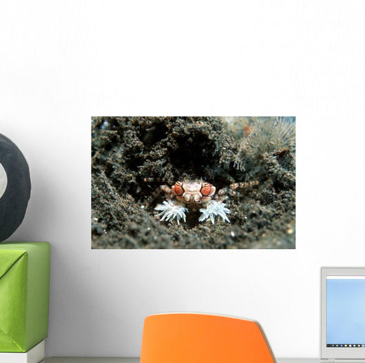 Tiny Boxer Crab Lybia Wall Decal Design 2