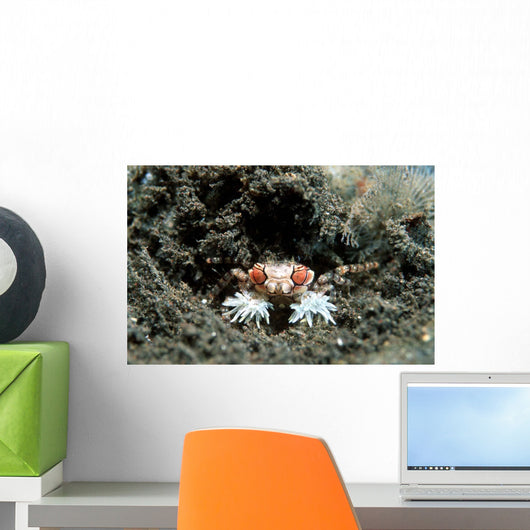 Tiny Boxer Crab Lybia Wall Decal Design 2