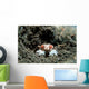 Tiny Boxer Crab Lybia Wall Decal Design 2