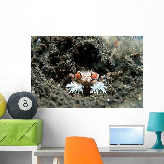 Tiny Boxer Crab Lybia Wall Decal Design 2