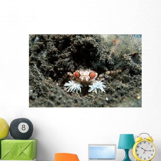 Tiny Boxer Crab Lybia Wall Decal Design 2