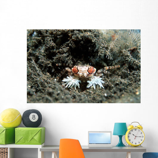 Tiny Boxer Crab Lybia Wall Decal Design 2