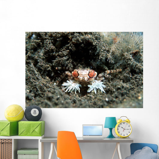 Tiny Boxer Crab Lybia Wall Decal Design 2