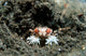 Tiny Boxer Crab Lybia Wall Decal Design 2