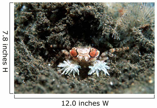 Tiny Boxer Crab Lybia Wall Decal Design 2