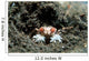 Tiny Boxer Crab Lybia Wall Decal Design 2
