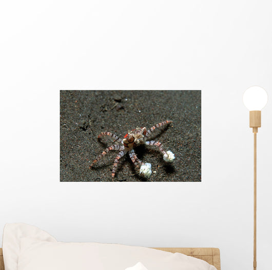 Tiny Boxer Crab Lybia Wall Decal Design 1