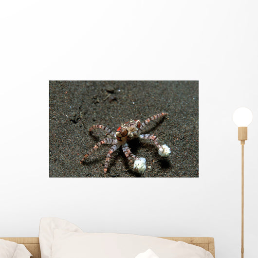 Tiny Boxer Crab Lybia Wall Decal Design 1
