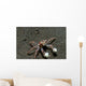 Tiny Boxer Crab Lybia Wall Decal Design 1