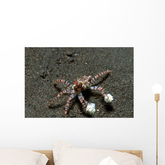 Tiny Boxer Crab Lybia Wall Decal Design 1