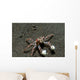 Tiny Boxer Crab Lybia Wall Decal Design 1