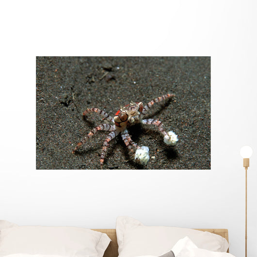 Tiny Boxer Crab Lybia Wall Decal Design 1