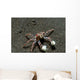 Tiny Boxer Crab Lybia Wall Decal Design 1