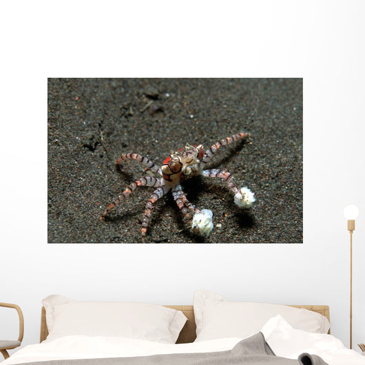 Tiny Boxer Crab Lybia Wall Decal Design 1