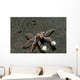 Tiny Boxer Crab Lybia Wall Decal Design 1
