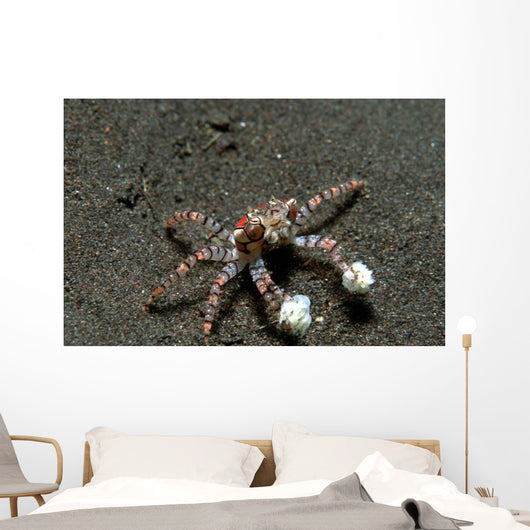 Tiny Boxer Crab Lybia Wall Decal Design 1