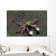 Tiny Boxer Crab Lybia Wall Decal Design 1